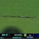 Snake stops play during Ind vs SA 2nd T20I